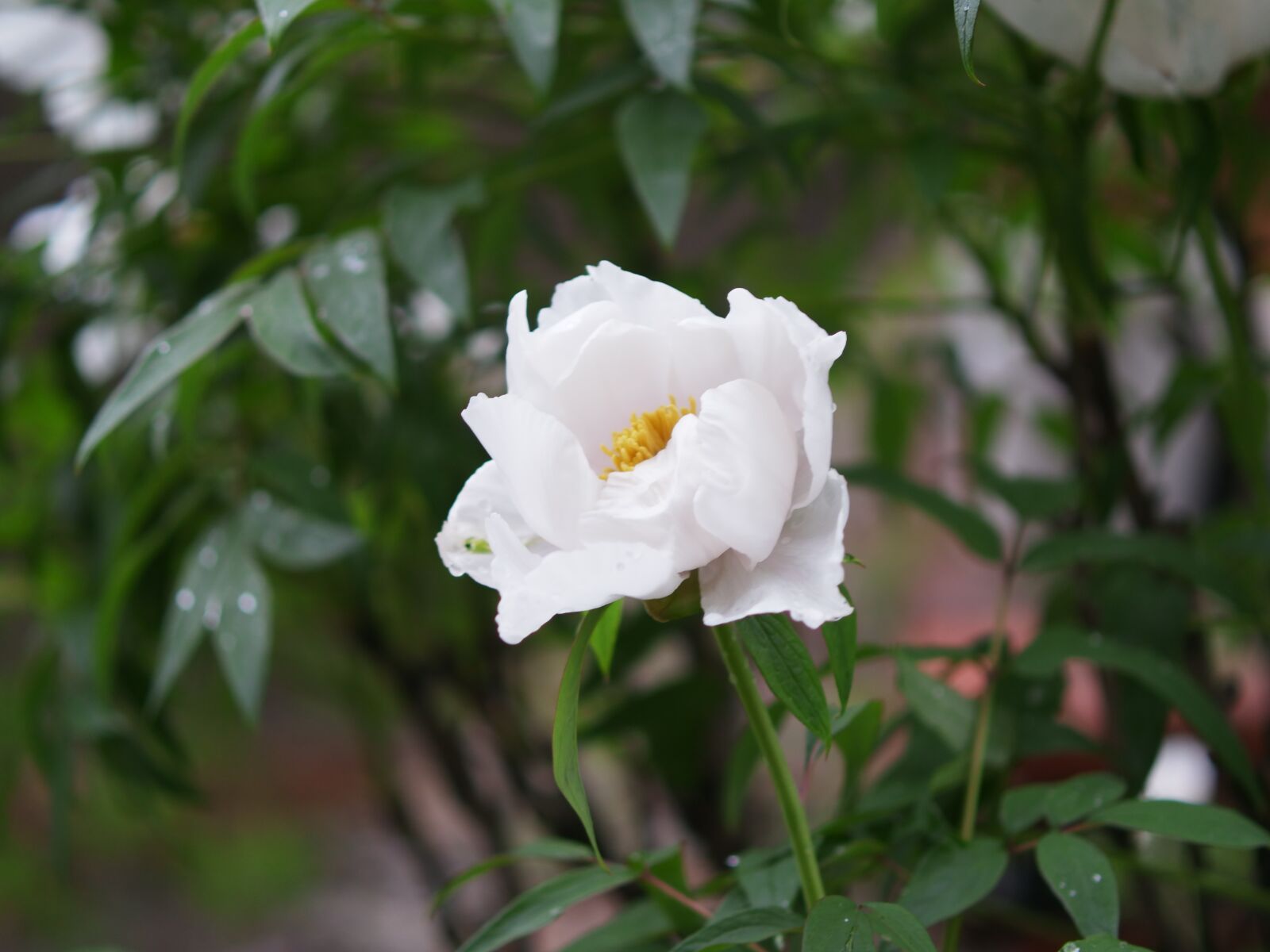 XIAOYI 42.5mm F1.8 sample photo. White flower, macro, flower photography