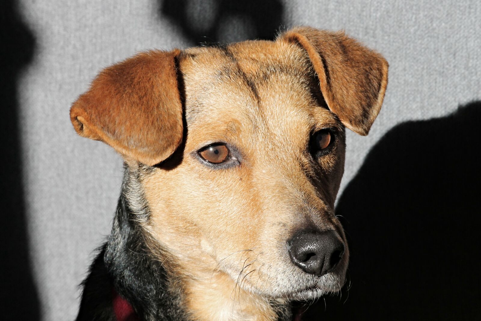 Canon EOS 1100D (EOS Rebel T3 / EOS Kiss X50) sample photo. Dog, hybrid, mixed breed photography