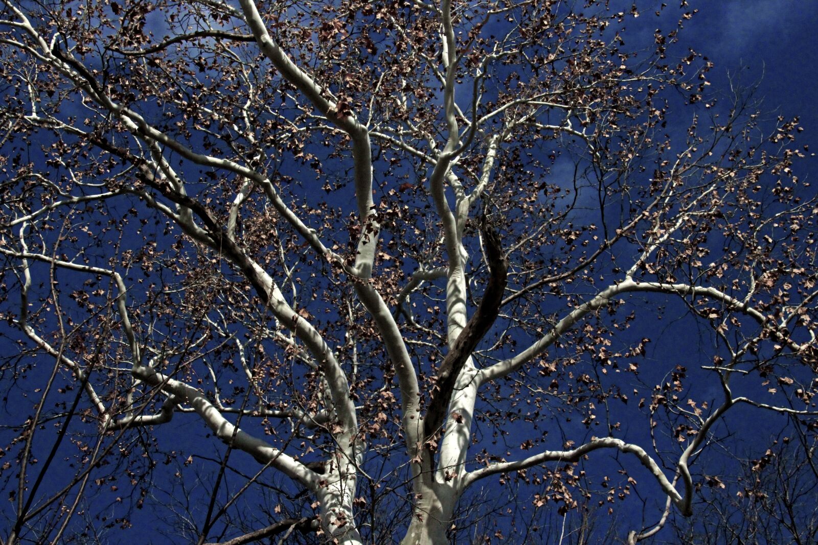 Canon EOS 1200D (EOS Rebel T5 / EOS Kiss X70 / EOS Hi) sample photo. Nature, tree, desktop photography