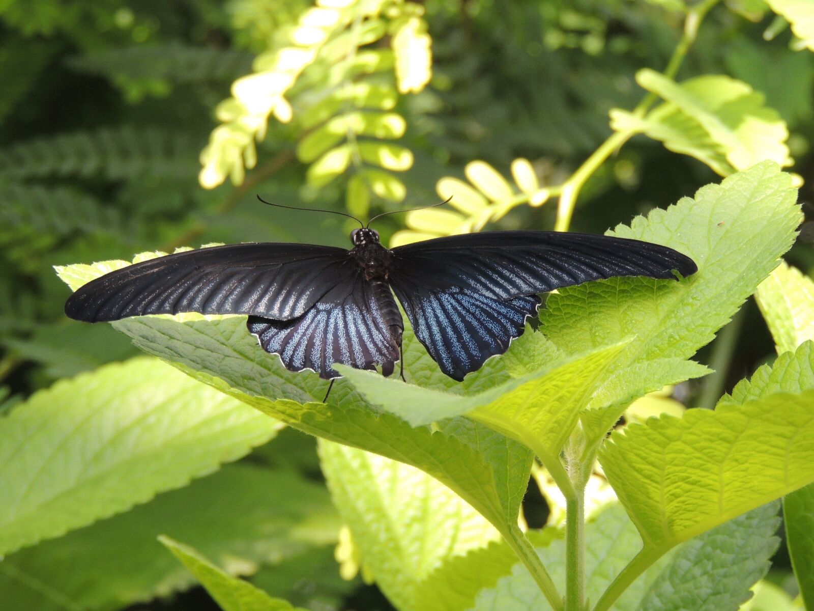 Nikon Coolpix P510 sample photo. Butterfly, nature, close up photography