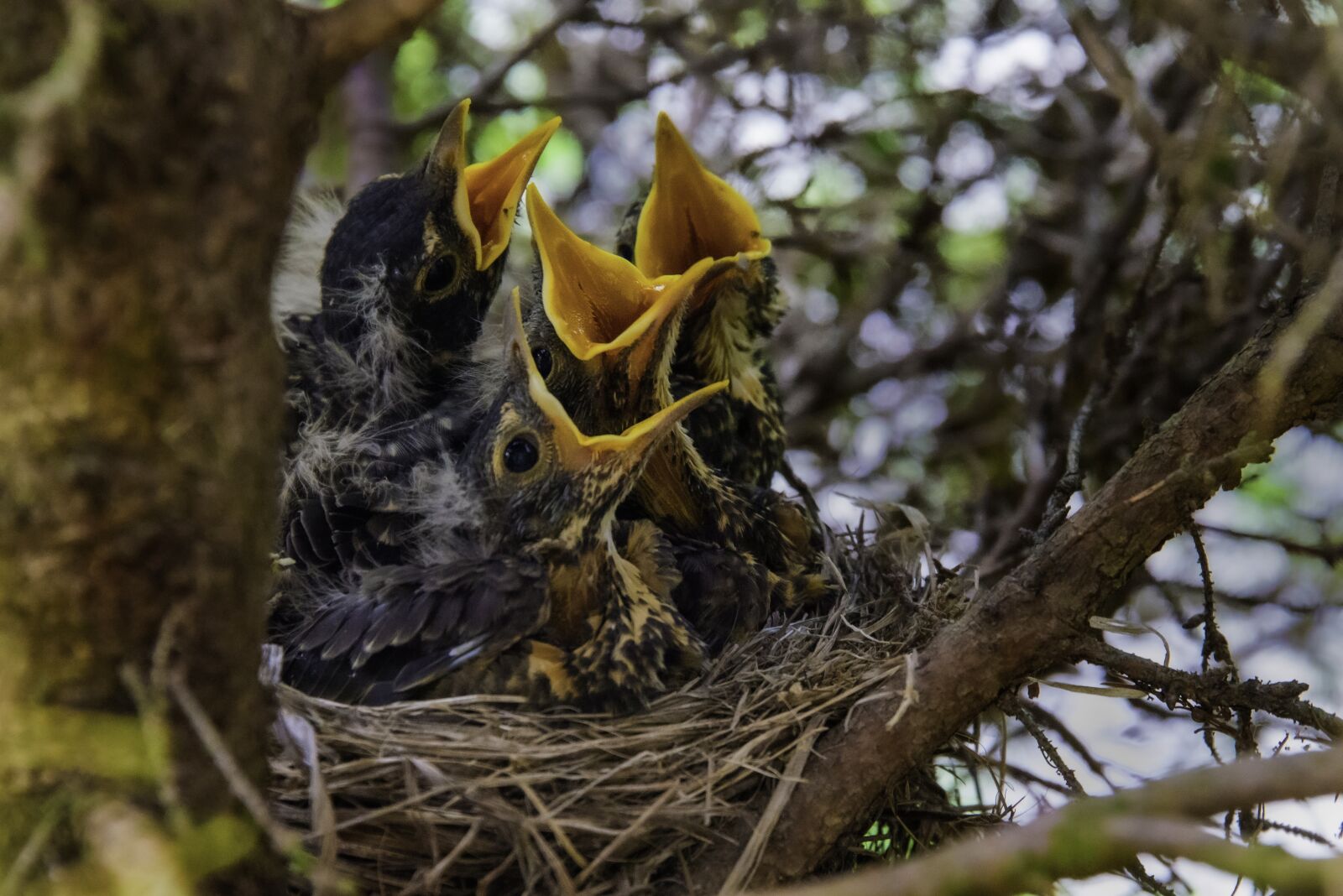 Nikon D800 sample photo. Chicks, birds, young photography