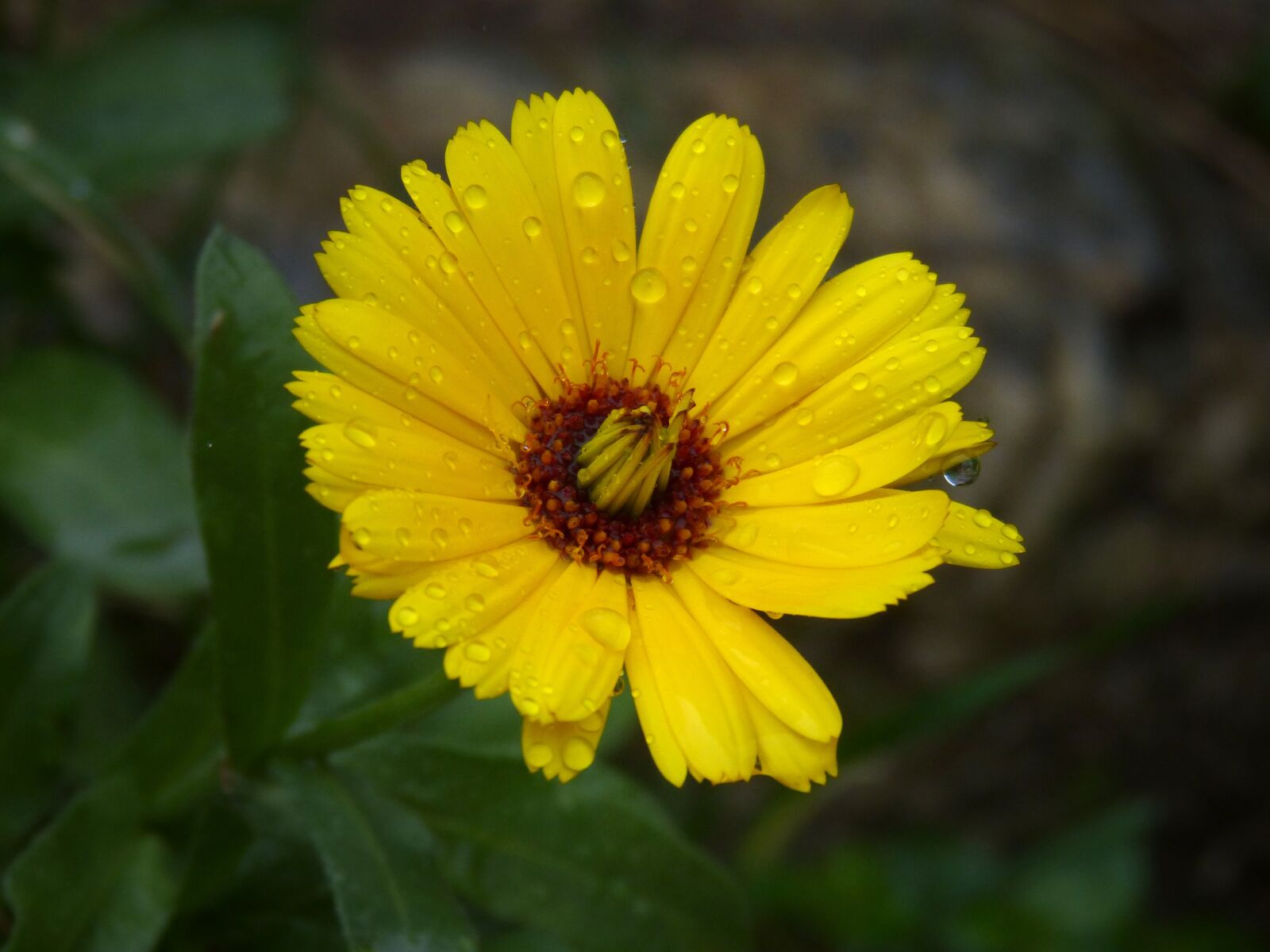 Panasonic DMC-FZ62 sample photo. Flower, drops, rain photography