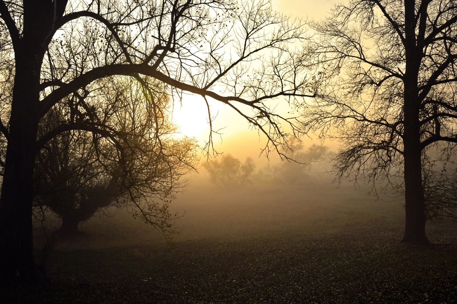Nikon D3200 sample photo. Fog, sunrise, morgenstimmung photography