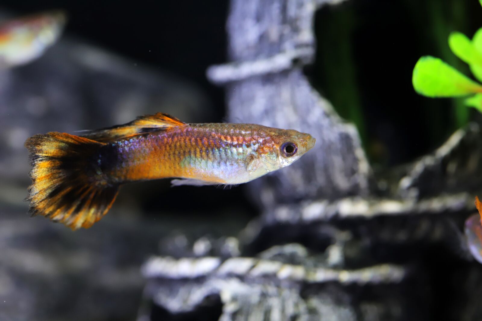 Canon EOS 6D Mark II sample photo. Goofy, tropical fish, fish photography