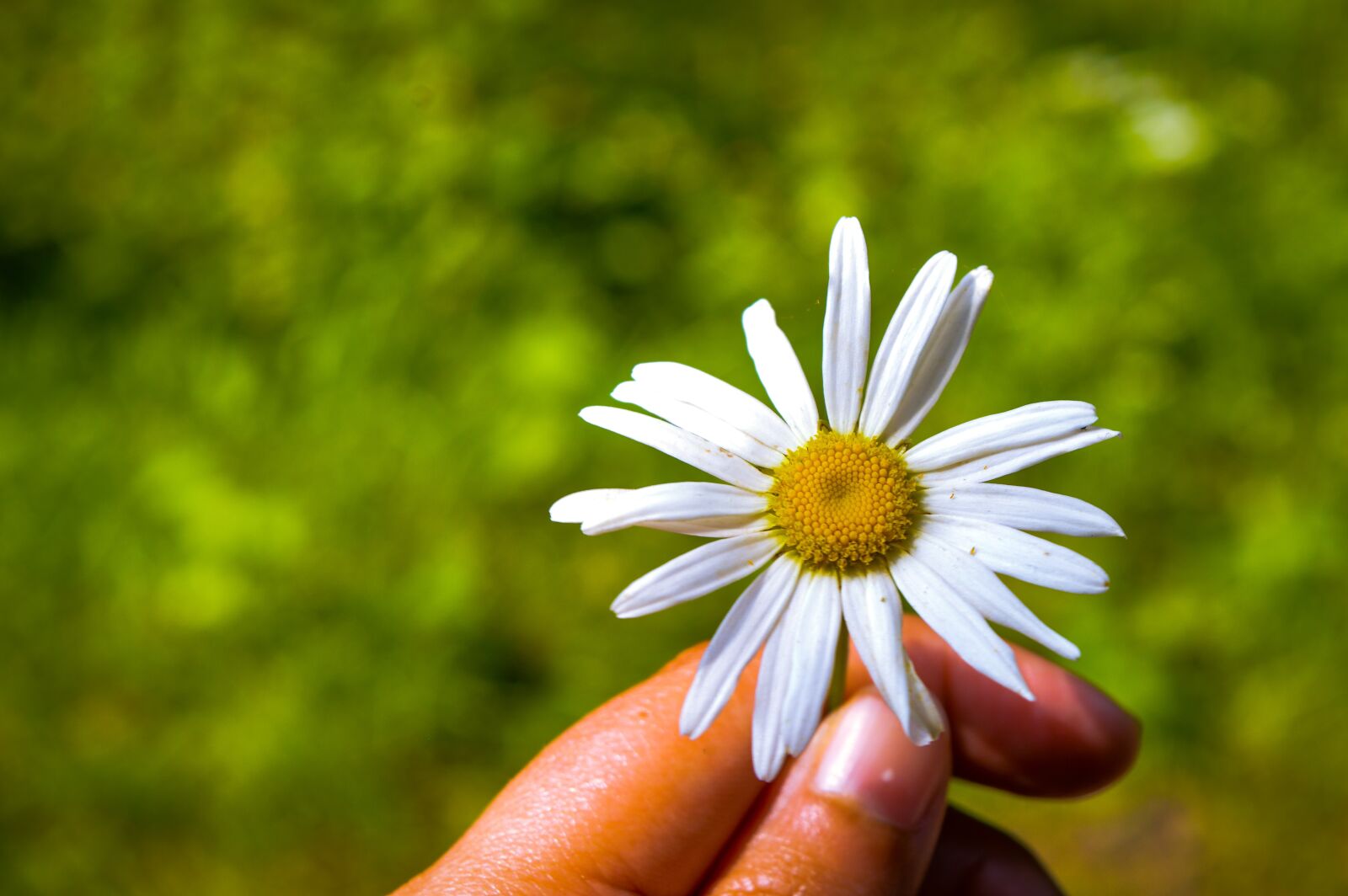 Nikon D3200 sample photo. Lilly, flower, bloom photography