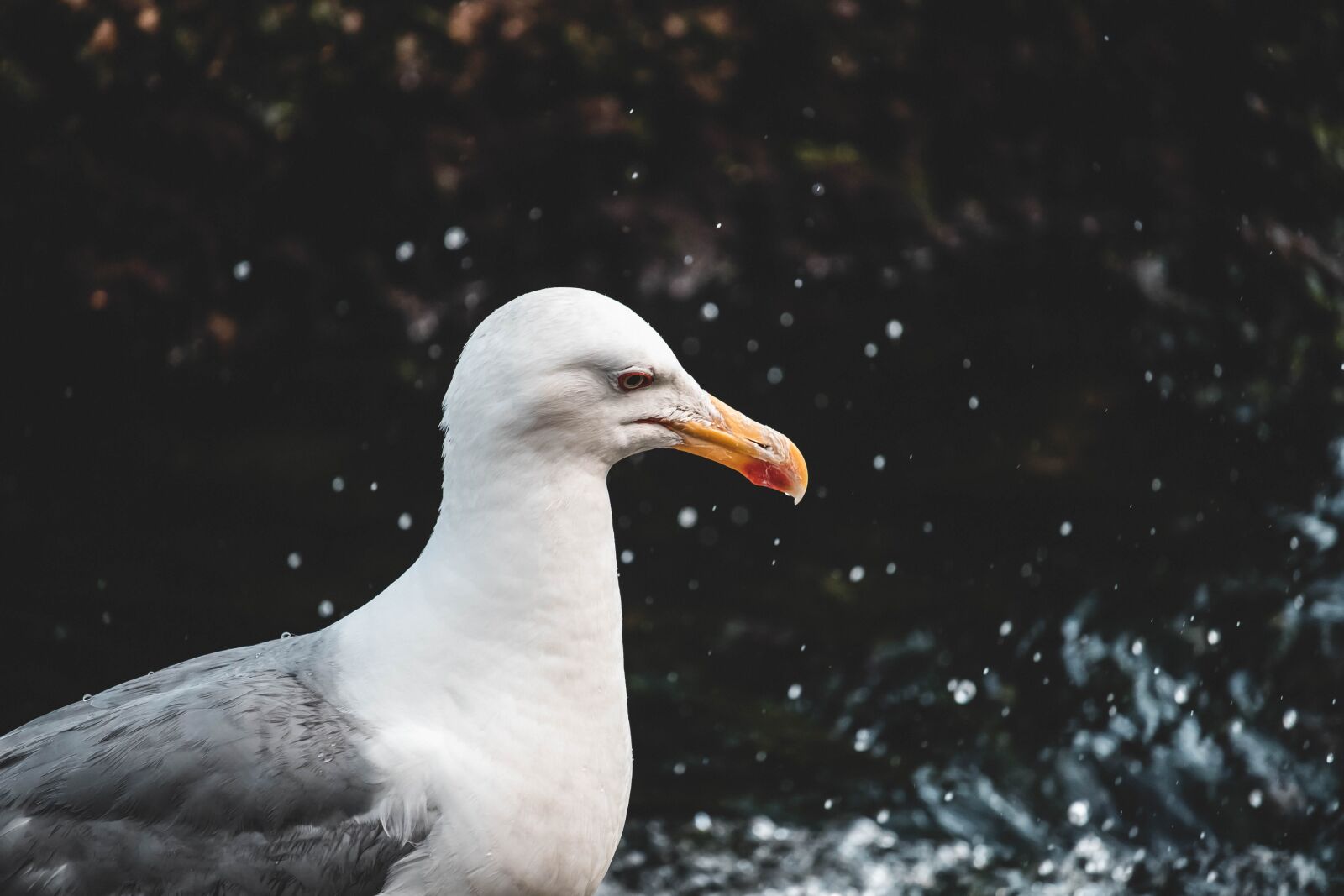 Canon EOS 200D (EOS Rebel SL2 / EOS Kiss X9) sample photo. Seagull, sea, bird photography