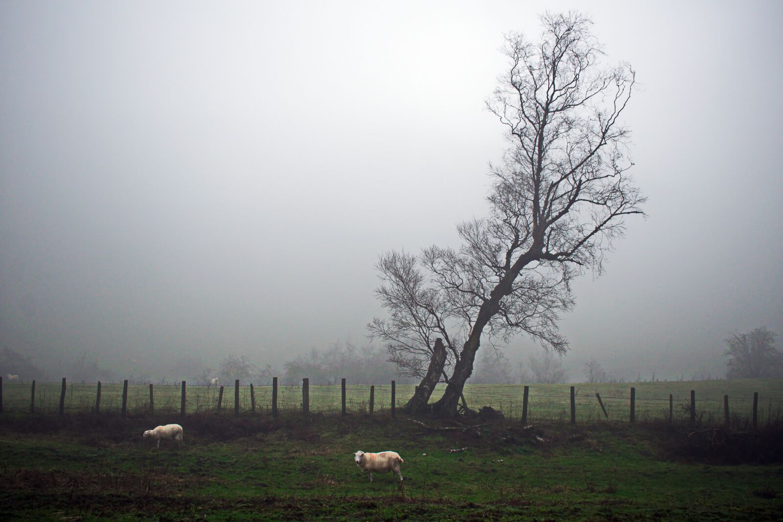 Nikon D3300 sample photo. Loneliness, fog, tree photography