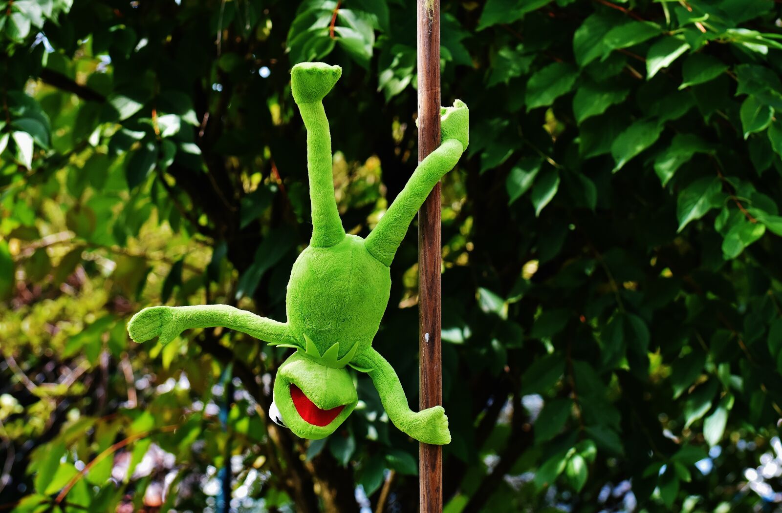 Nikon D7200 sample photo. Pole dance, kermit, funny photography