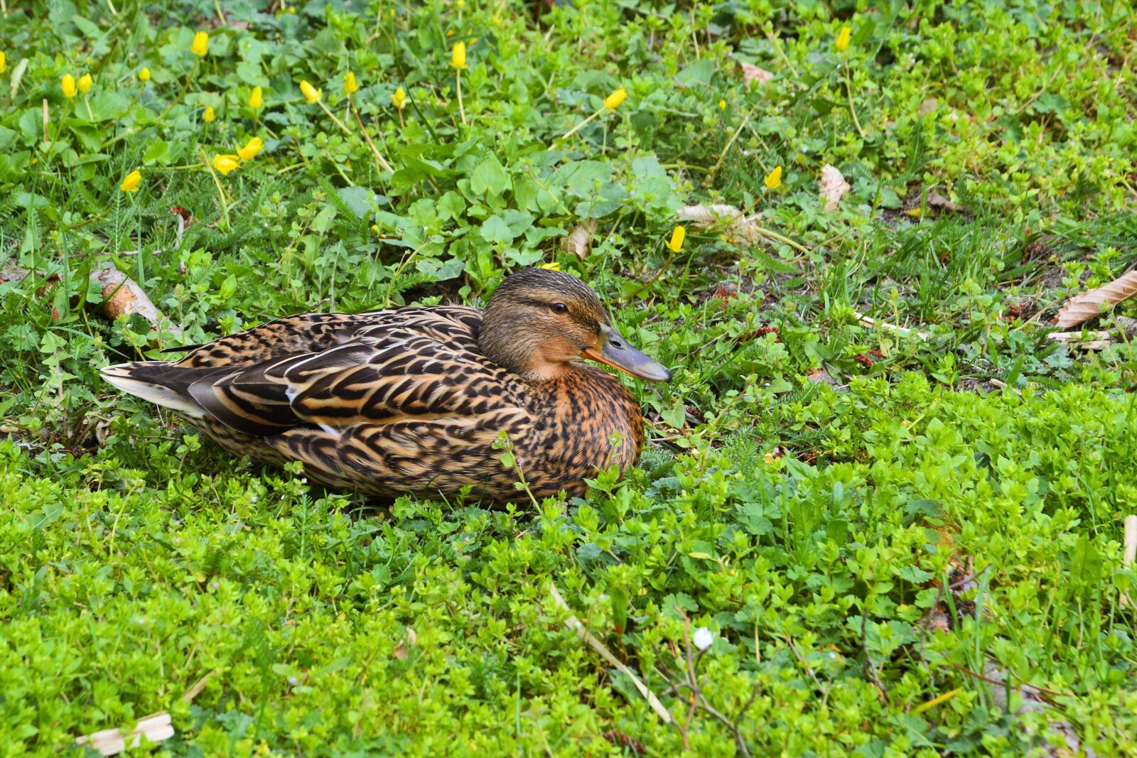 Nikon D3200 sample photo. Mallard, duck, meadow photography
