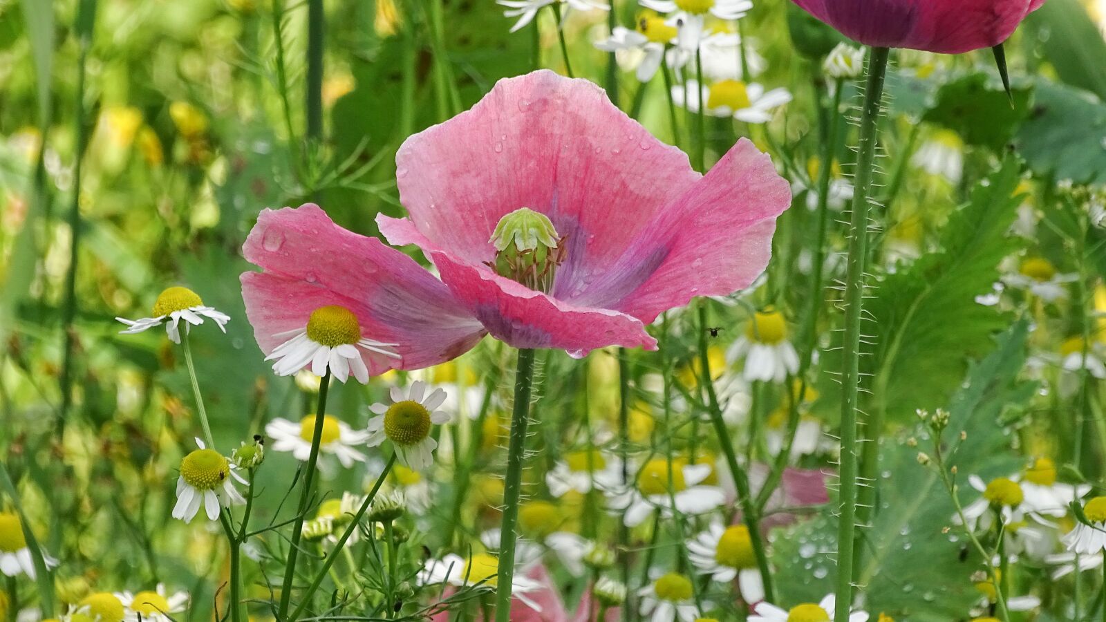 Sony Cyber-shot DSC-HX400V sample photo. Poppy flower, pink poppy photography