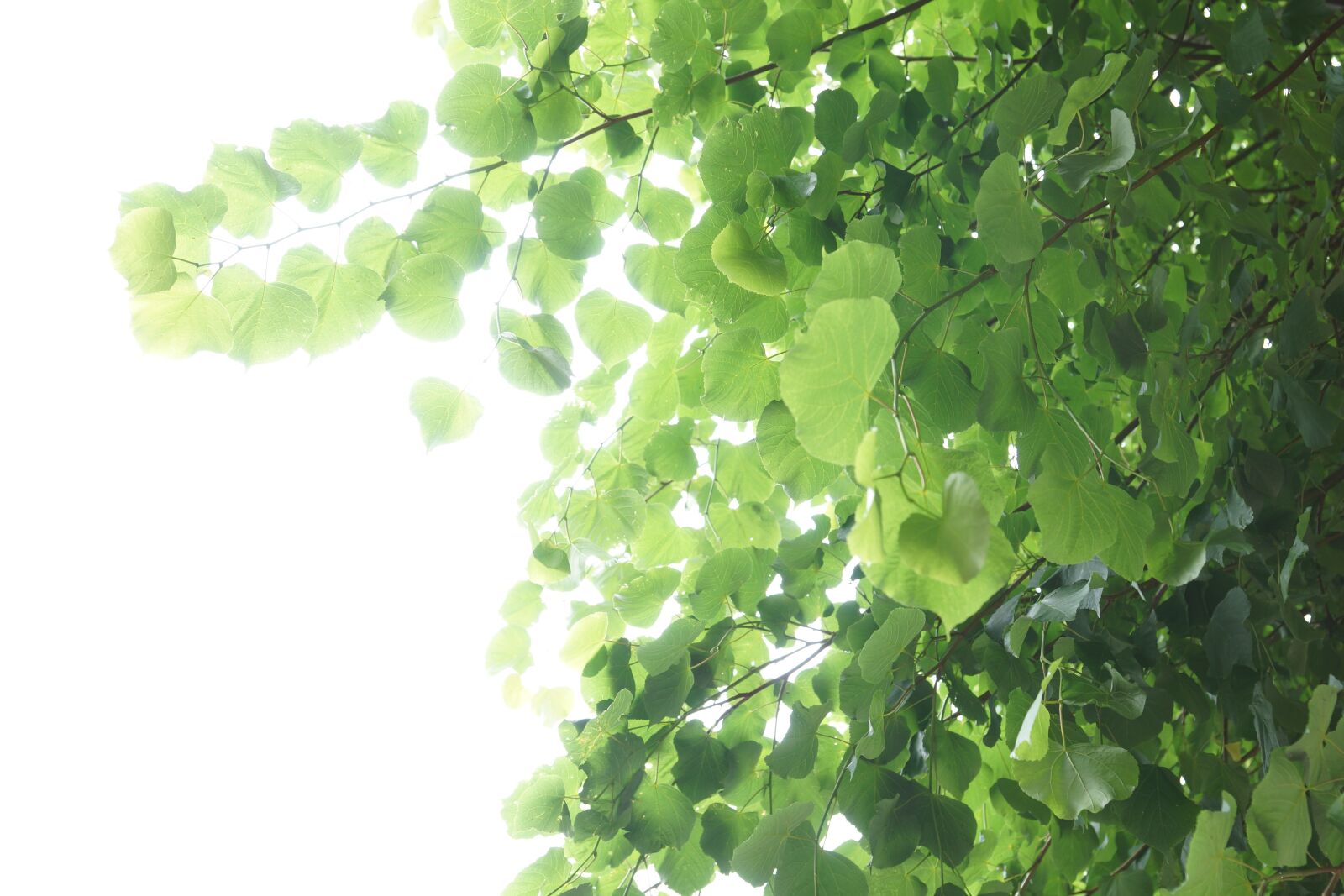 Sony SLT-A77 + Sony DT 16-50mm F2.8 SSM sample photo. Leaves, green, light photography