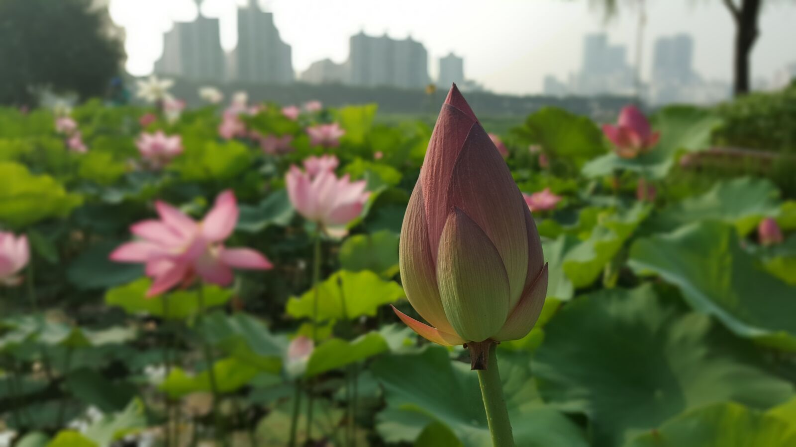 Samsung Galaxy Note5 sample photo. Flowers, flower, lotus photography