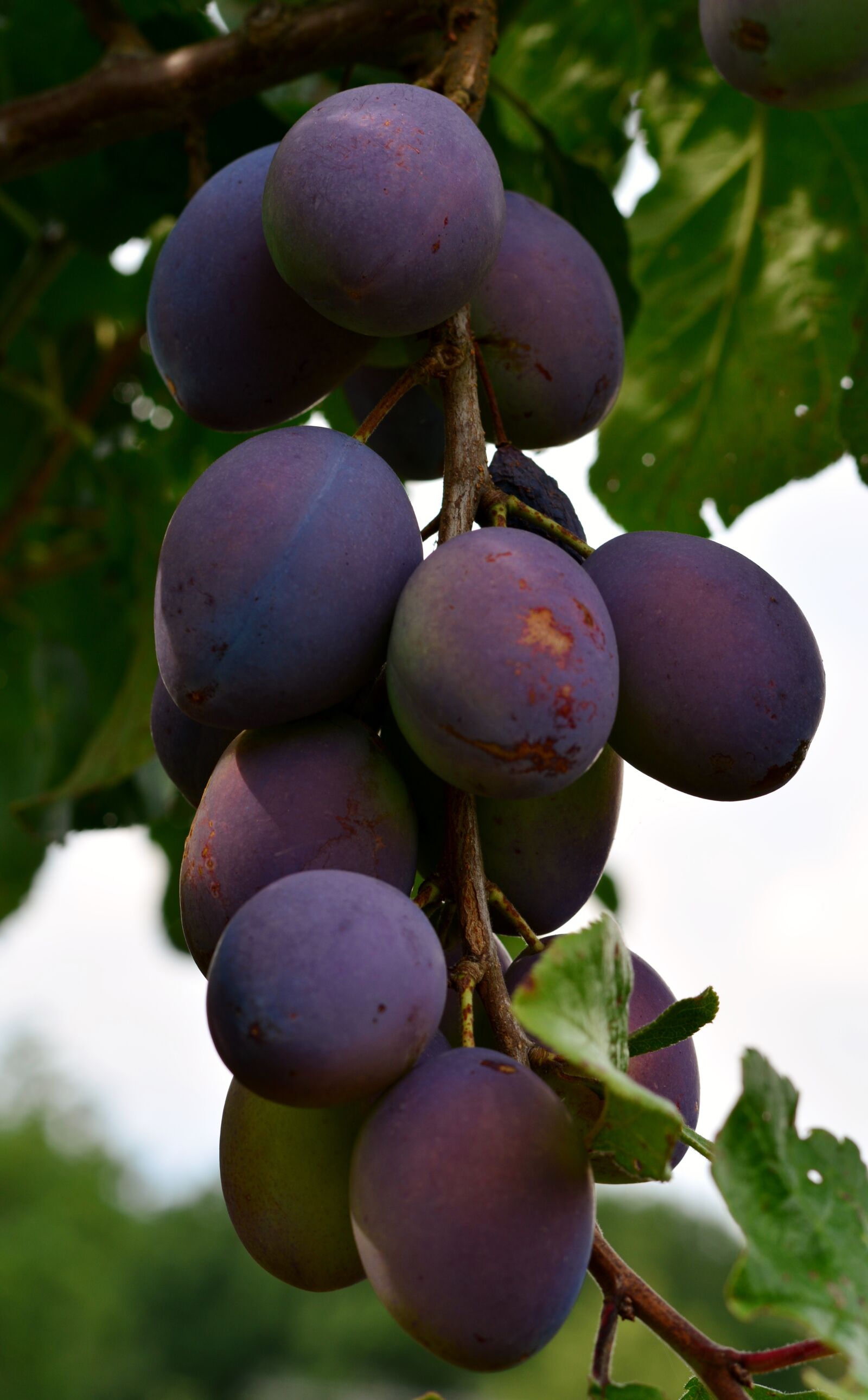 Nikon D5200 sample photo. Harvest, garden, plums photography