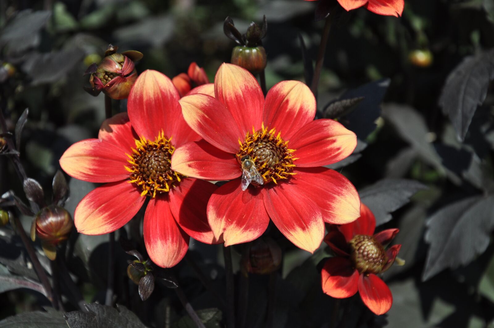 Nikon D5000 sample photo. Dahlias, summer, flowers photography