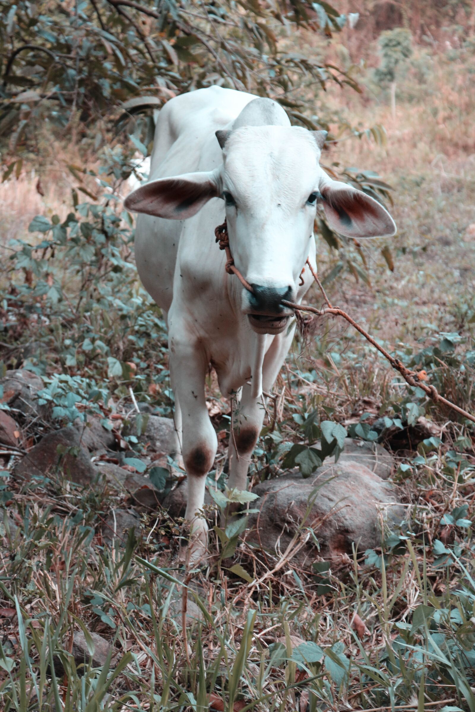 Canon EOS 750D (EOS Rebel T6i / EOS Kiss X8i) sample photo. Cow, animals, white photography