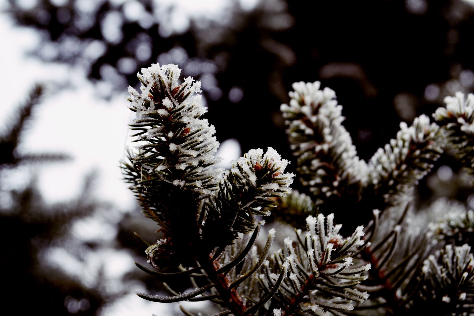 Nikon D3100 sample photo. Frost, nature, nature, wallpaper photography