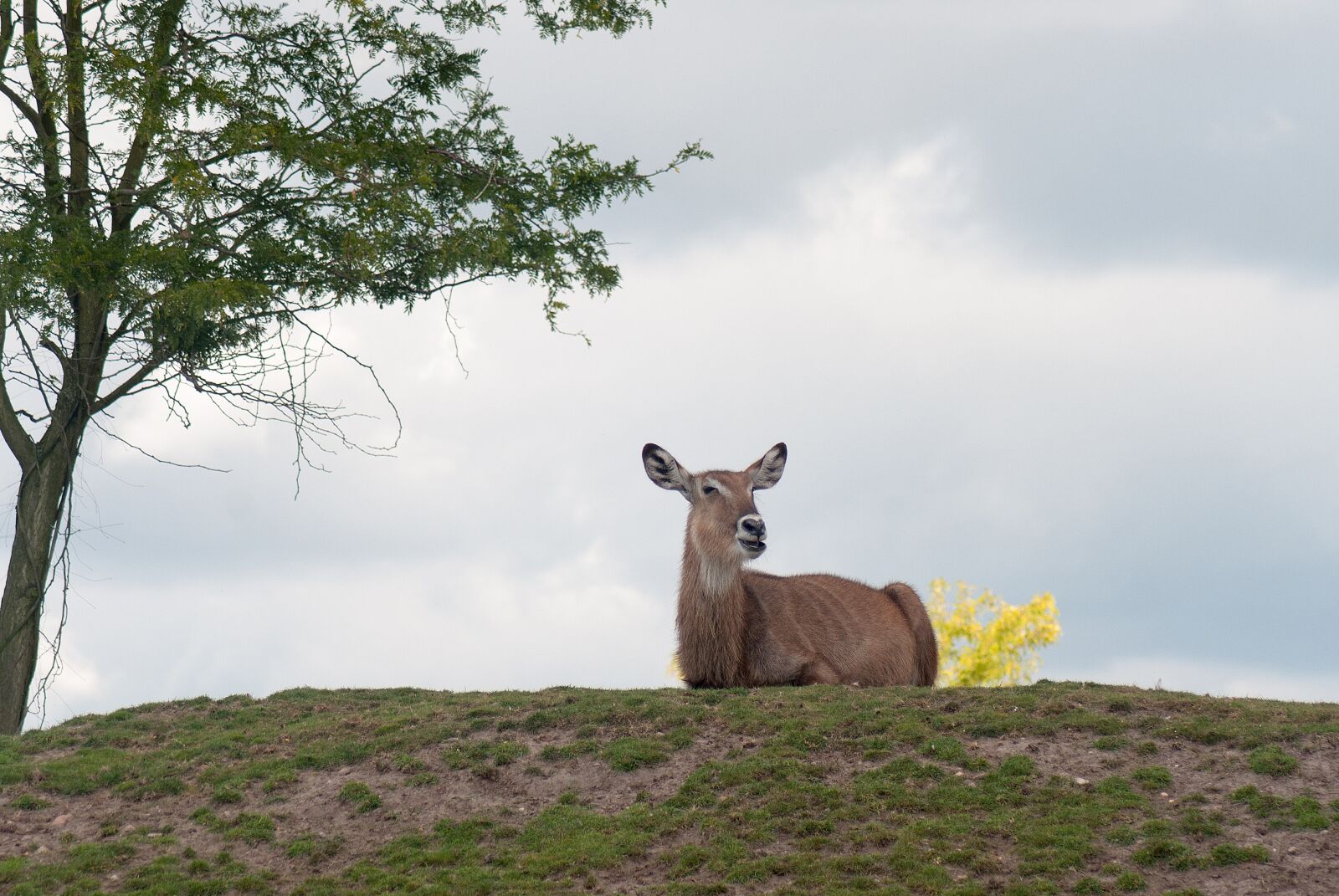 Nikon D3000 sample photo. Red deer, female, nature photography