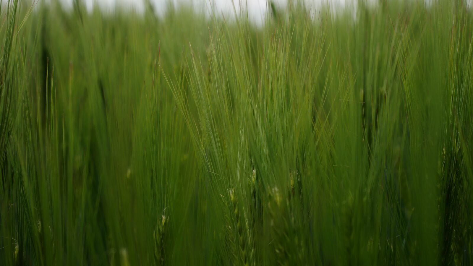 Panasonic Lumix DC-GX850 (Lumix DC-GX800 / Lumix DC-GF9) sample photo. Texture, field, nature photography
