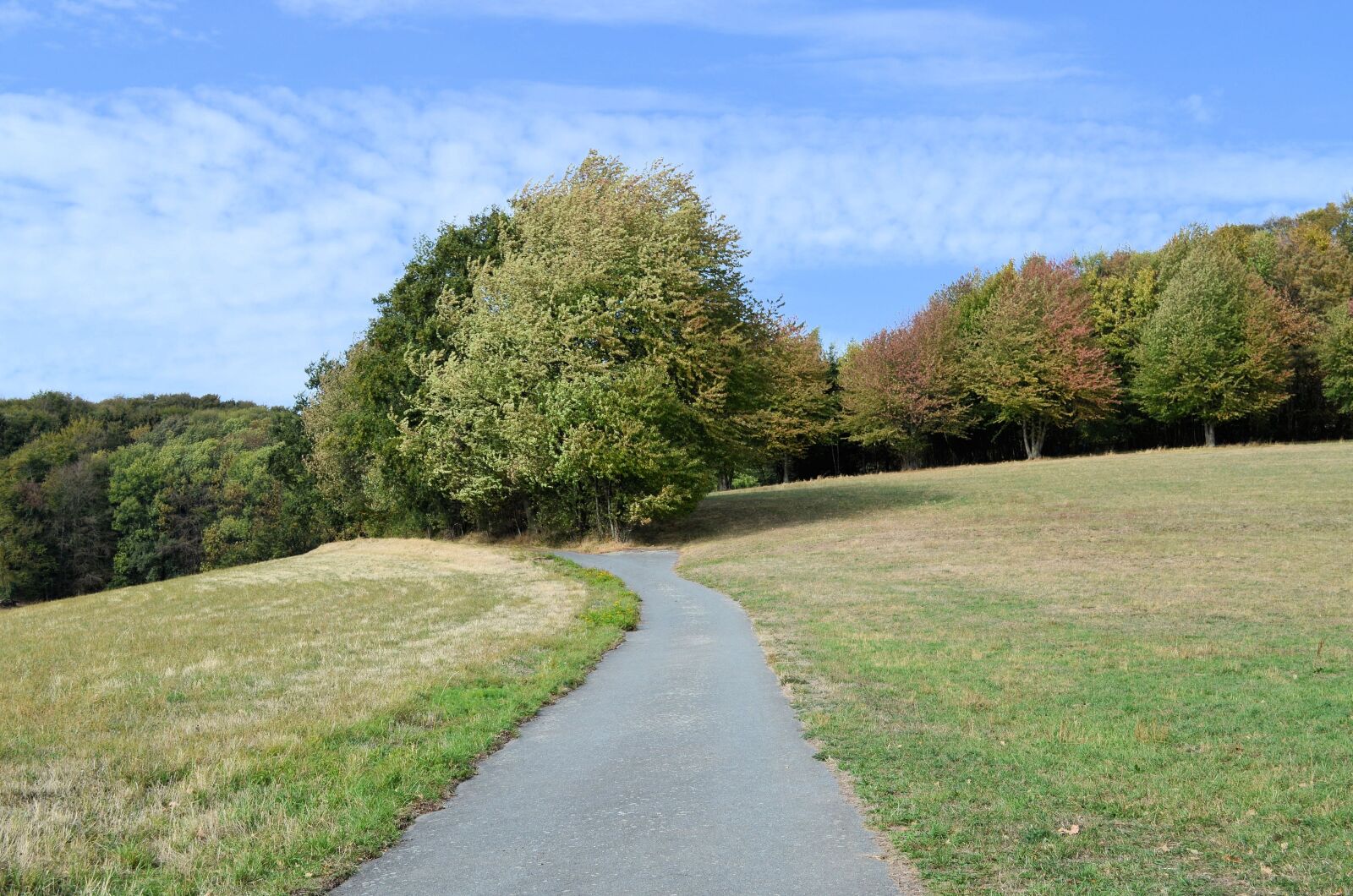 Nikon D5100 sample photo. Landscape, tree, away photography