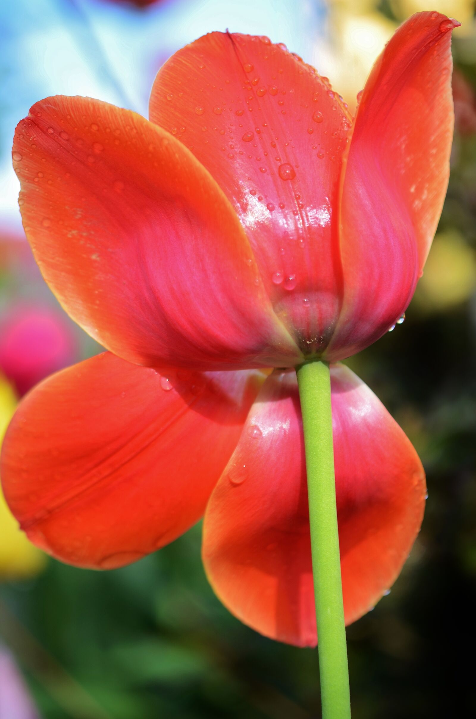 Nikon D7000 sample photo. Tulip, flower, spring photography