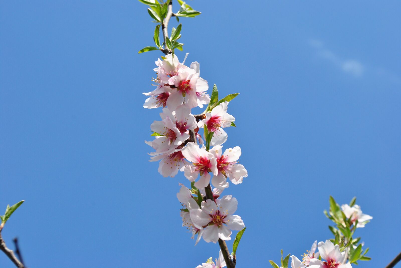 Nikon D3000 sample photo. Spring, bloom, wood photography