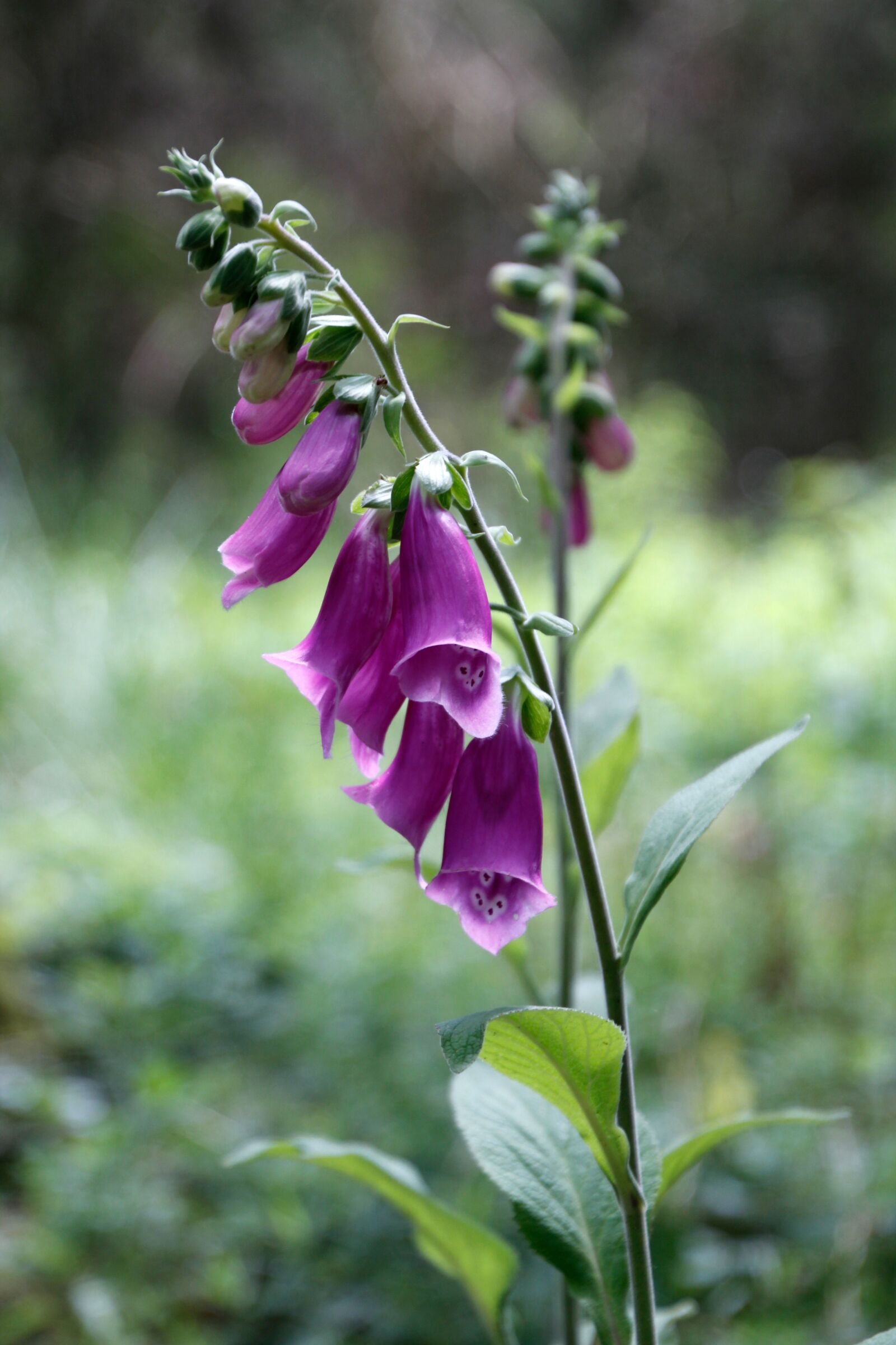 Canon EOS 60D sample photo. Plant, flower, thimble photography