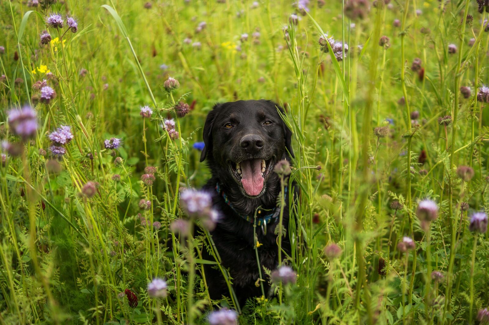 Sony SLT-A77 + Sony DT 35mm F1.8 SAM sample photo. Labrador, meadow, dog photography