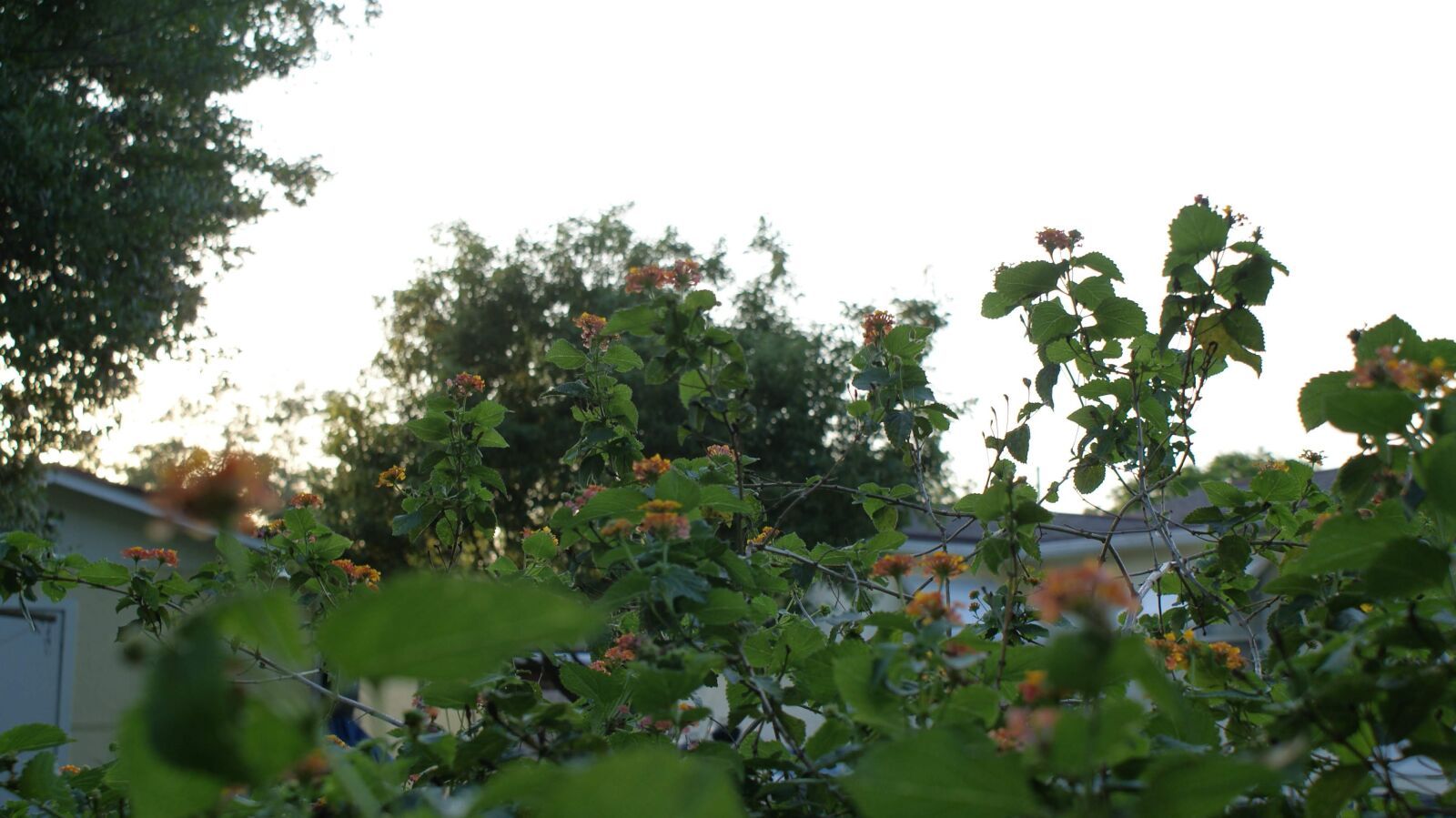 Sony Alpha DSLR-A300 sample photo. Lantana bandana, plant, weed photography