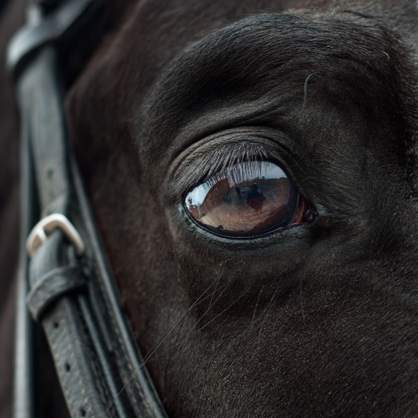 Nikon D300 sample photo. Horse, eye, mirror photography
