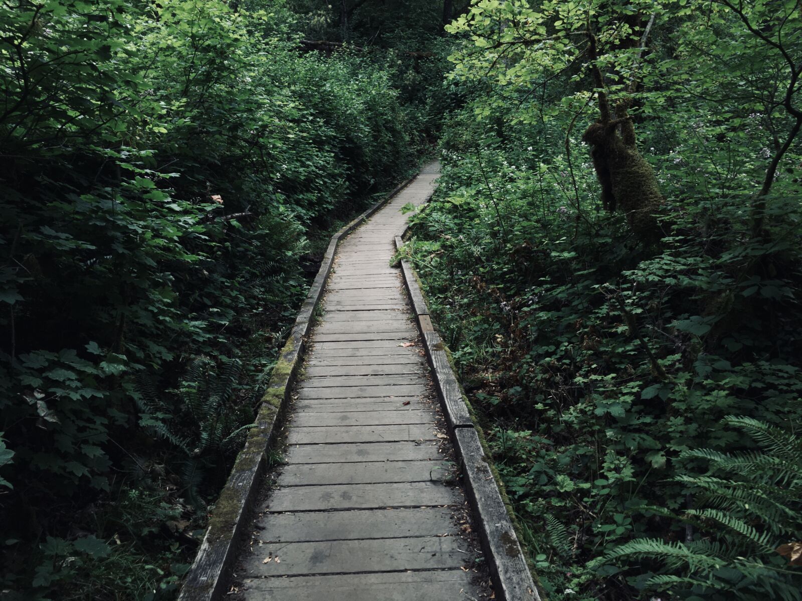 iPhone 6s back camera 4.15mm f/2.2 sample photo. Boardwalk, path, forest photography