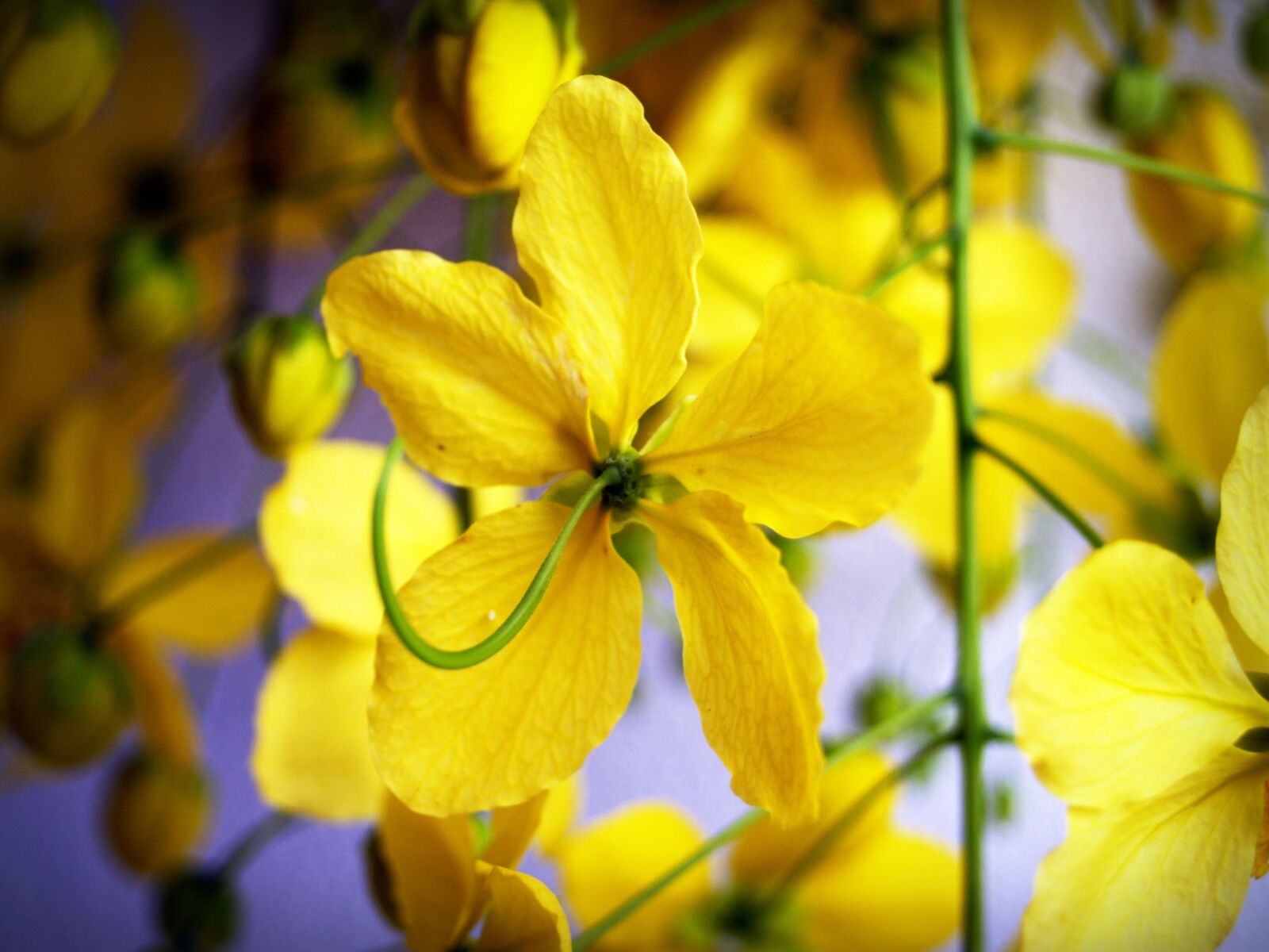 Olympus E-300 (EVOLT E-300) sample photo. Cassia, shower, golden photography