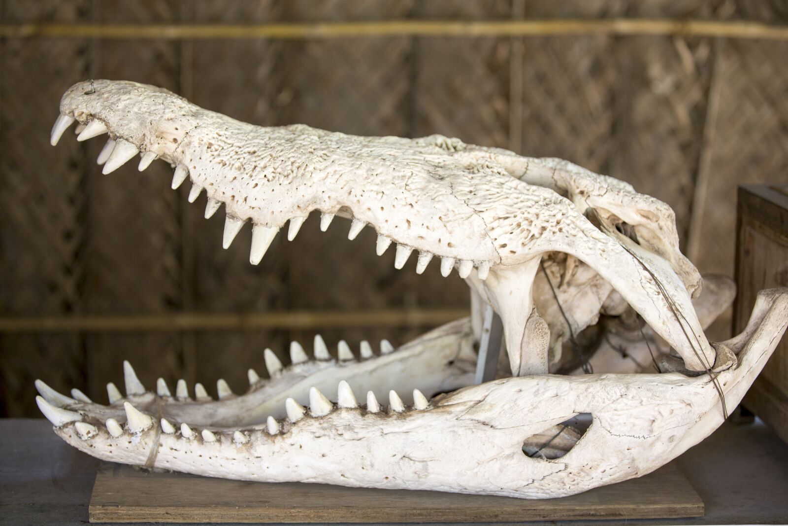 Canon EOS 5D Mark III sample photo. Crocodile, alligator, reptile photography