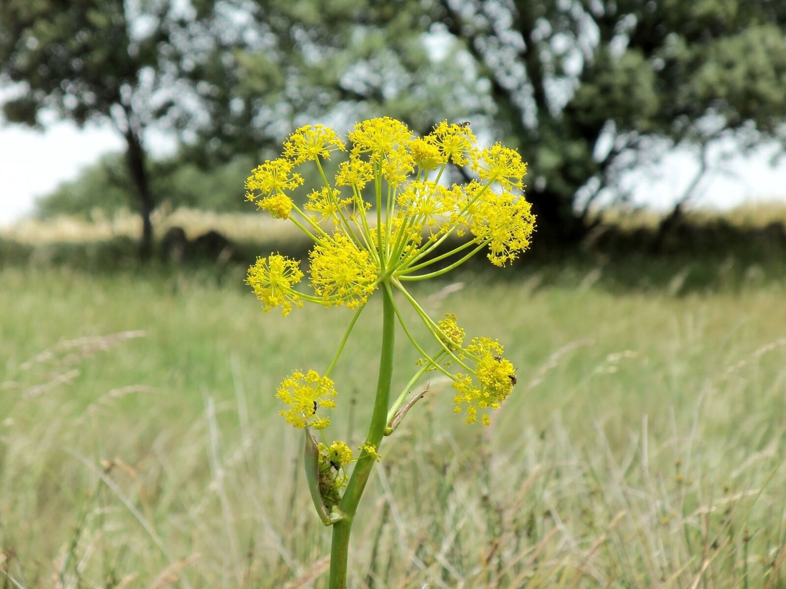 Kodak EASYSHARE M580 DIGITAL CAMERA sample photo. Flower, nature serengeti, field photography