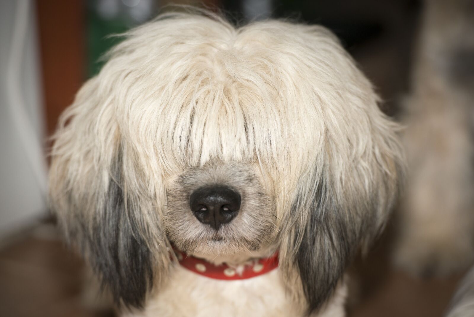 Nikon D800 sample photo. Dog, animal, portrait photography