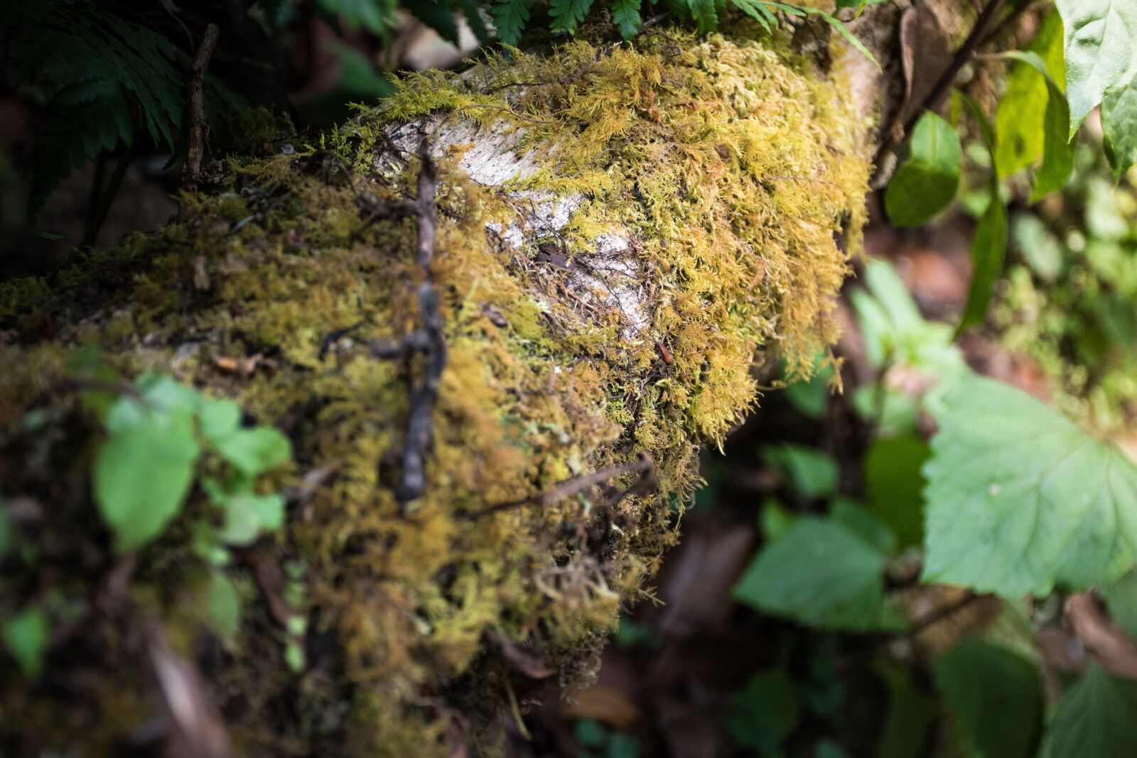 Nikon D5500 sample photo. Mountain high, high, mountain photography