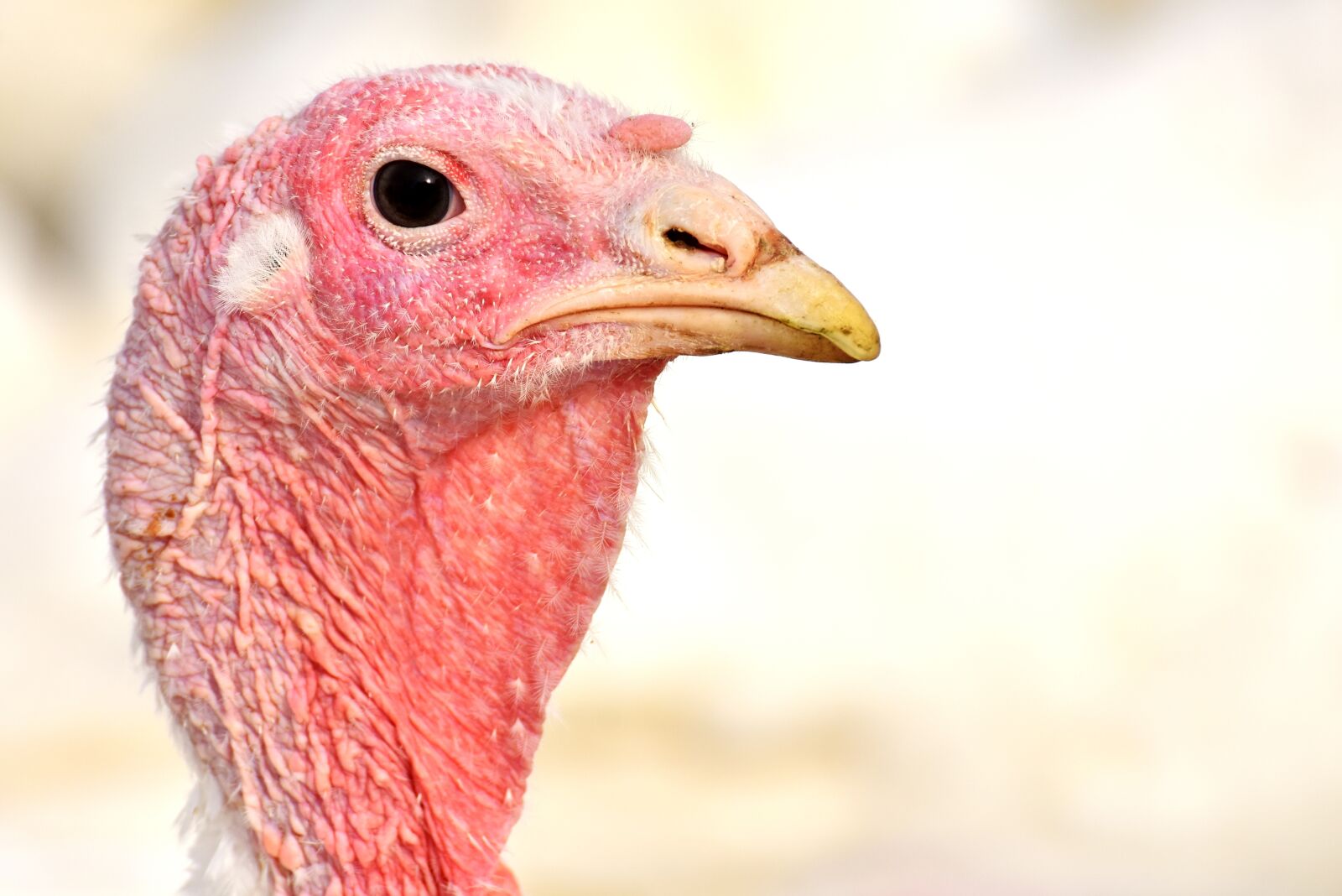 Nikon D7200 sample photo. Turkeys, birds, poultry photography