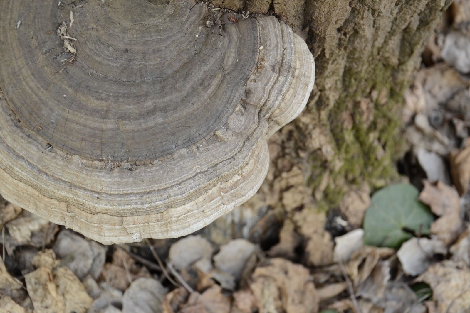 Nikon D3100 sample photo. Mushroom, nature, forest photography