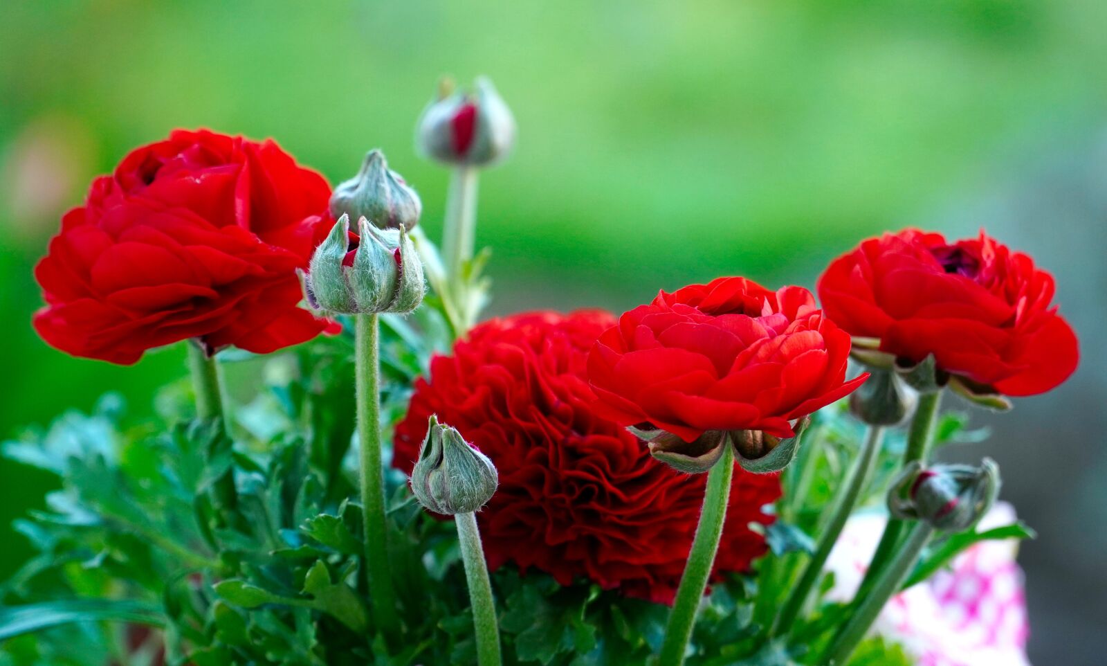 Sony E PZ 18-105mm F4 G OSS sample photo. Ranunculus, flower, blossom photography