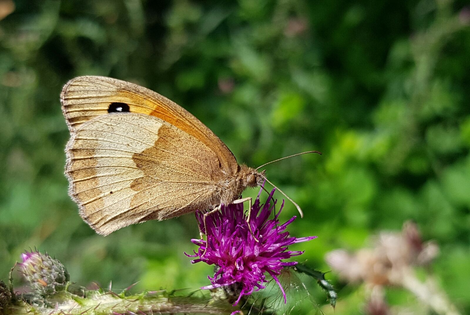 Samsung Galaxy S7 sample photo. Butterfly, meadow brown, butterflies photography