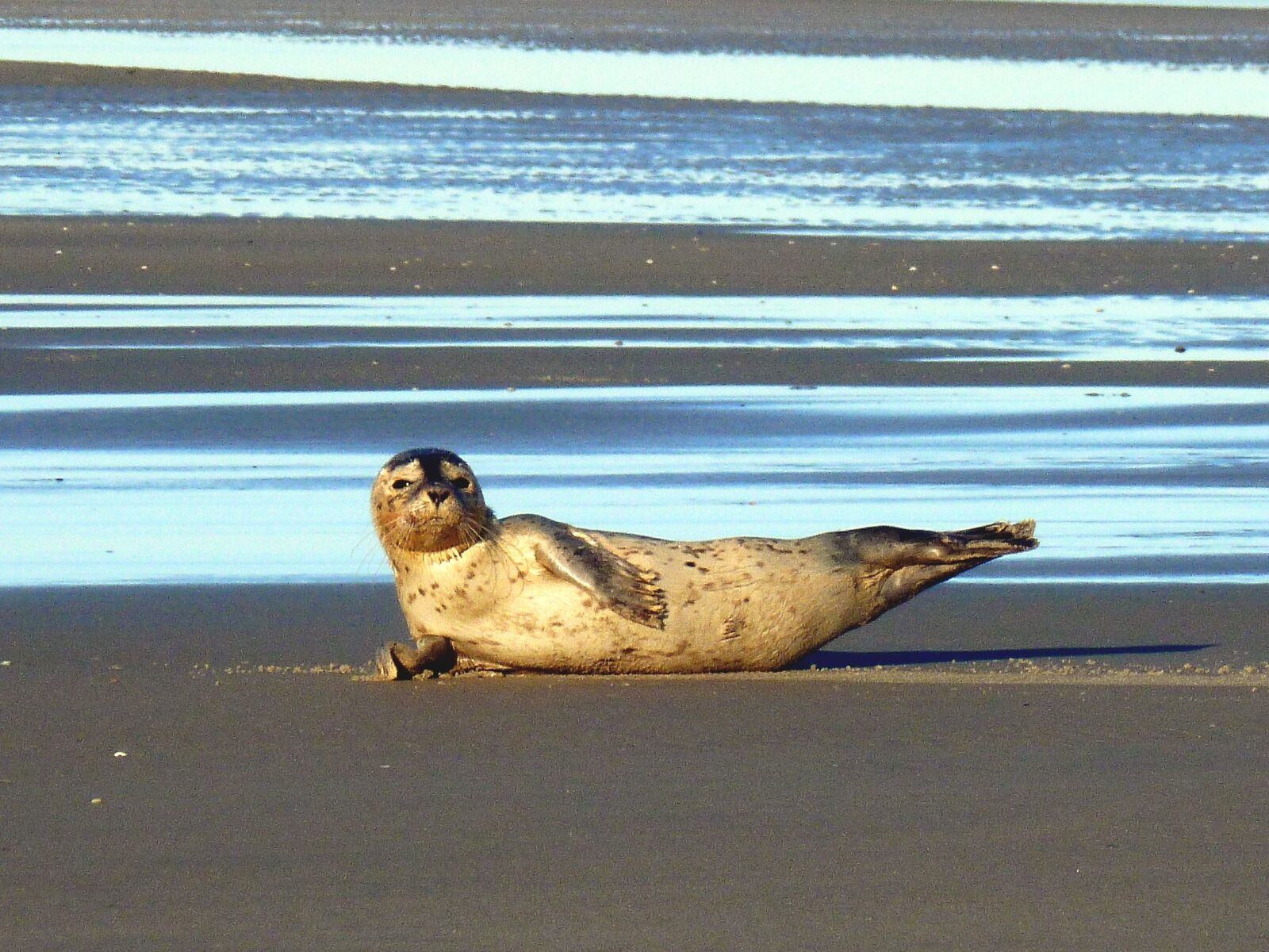 Panasonic DMC-FS37 sample photo. Seal, seerobbenjunges, north sea photography