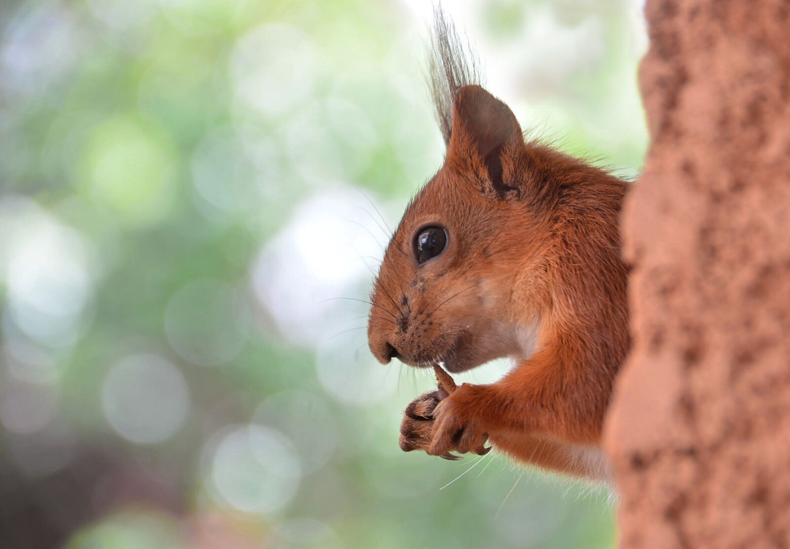 Nikon D7000 sample photo. Fauna, squirrel, nature photography
