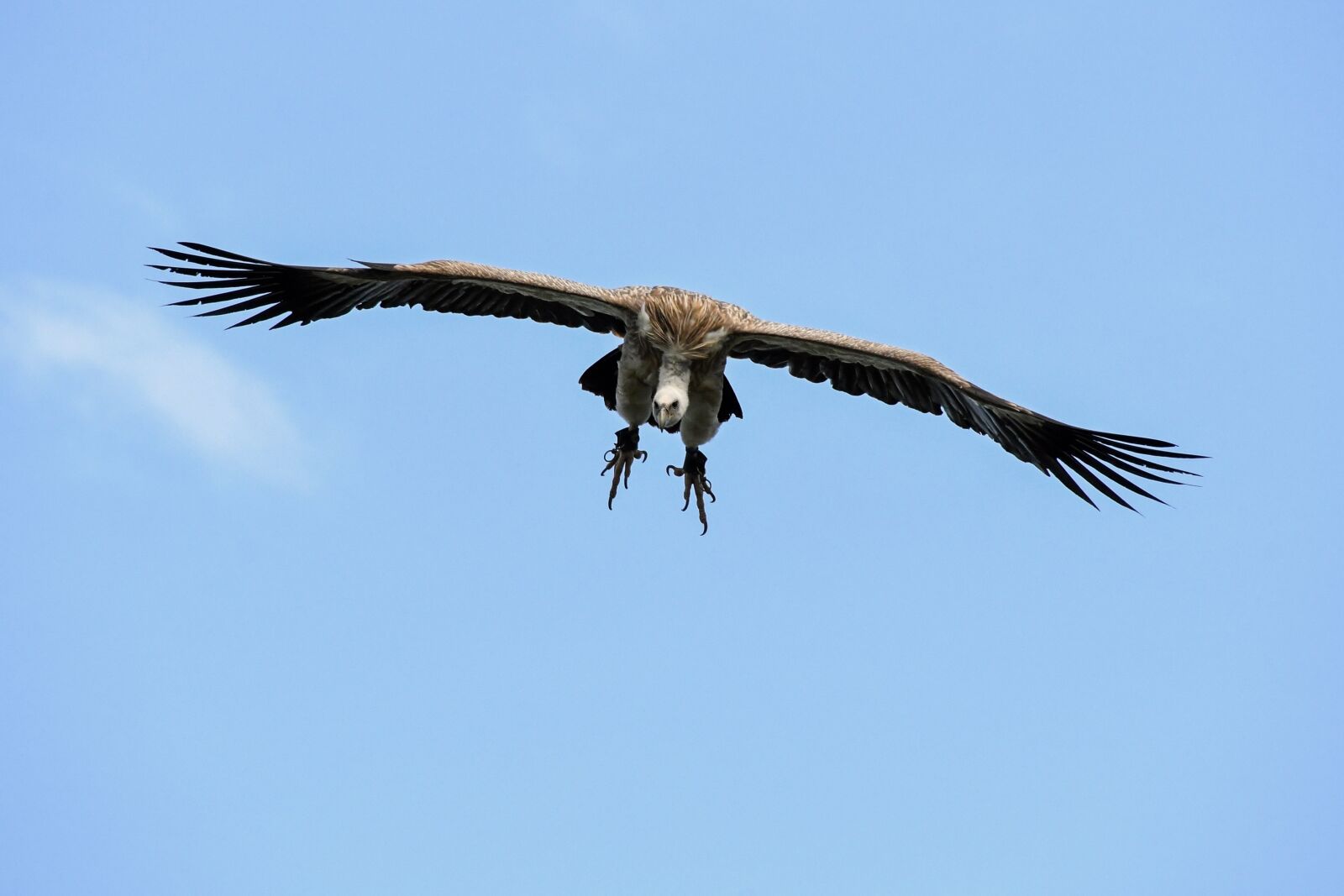 Nikon D500 sample photo. Vulture, fly, landing photography
