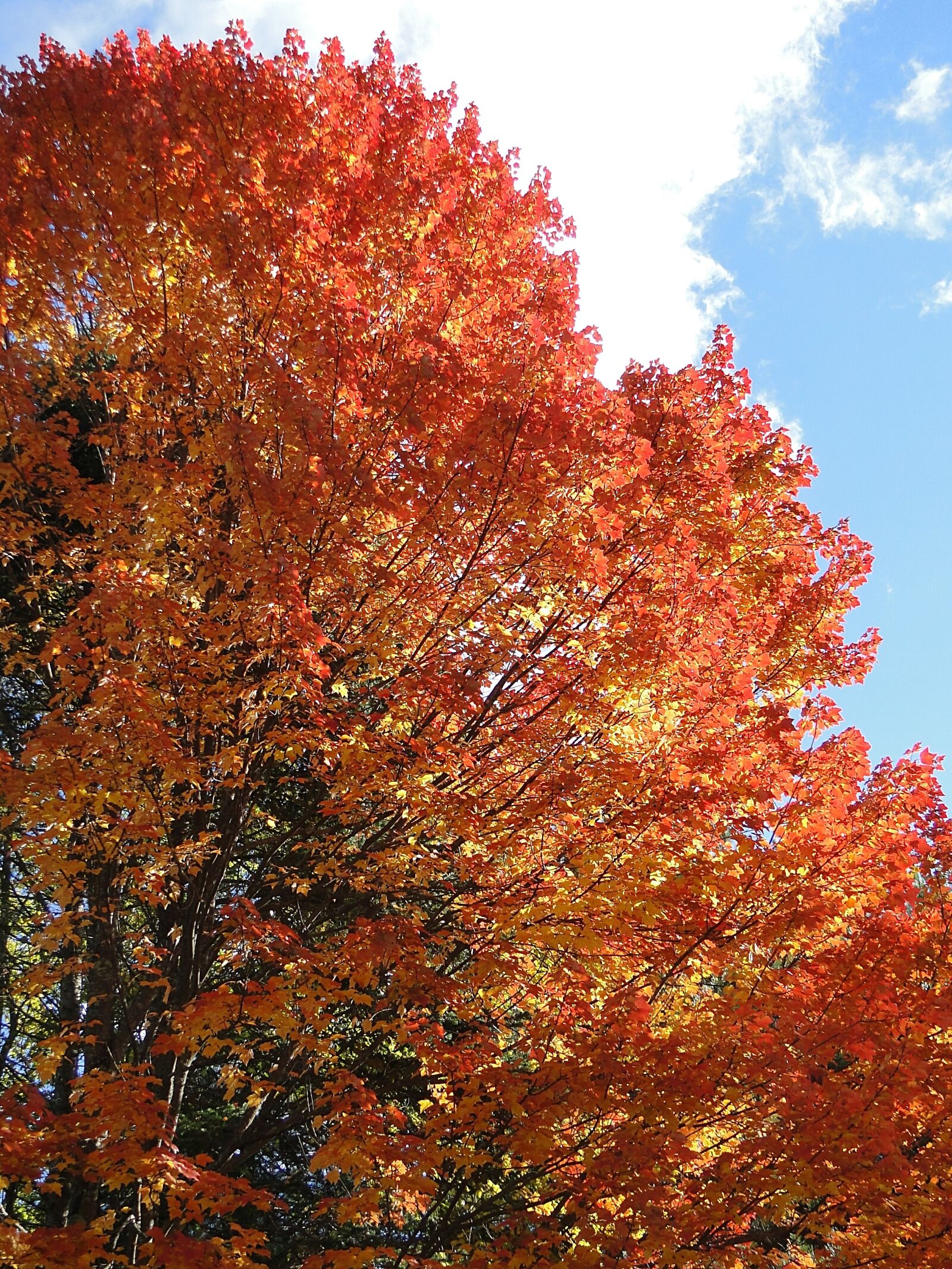 Sony Cyber-shot DSC-HX1 sample photo. Foliage, fall, autumn photography