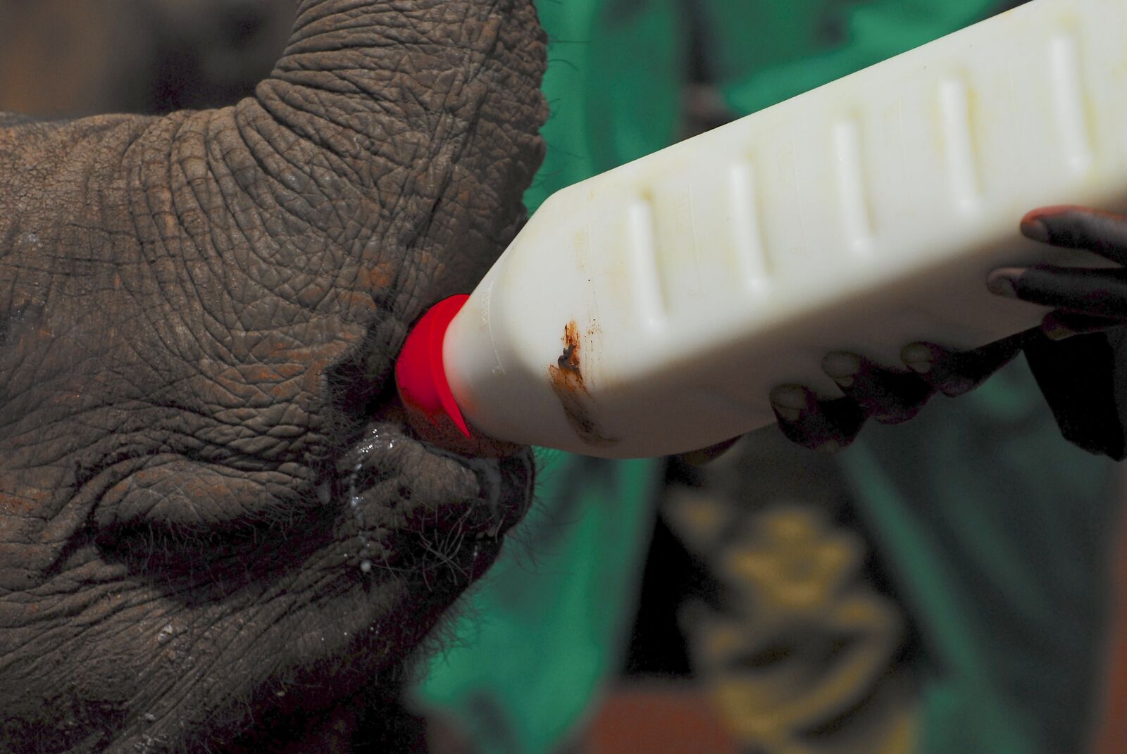 Nikon D200 sample photo. Elephants, bottle feeding, nairobi photography
