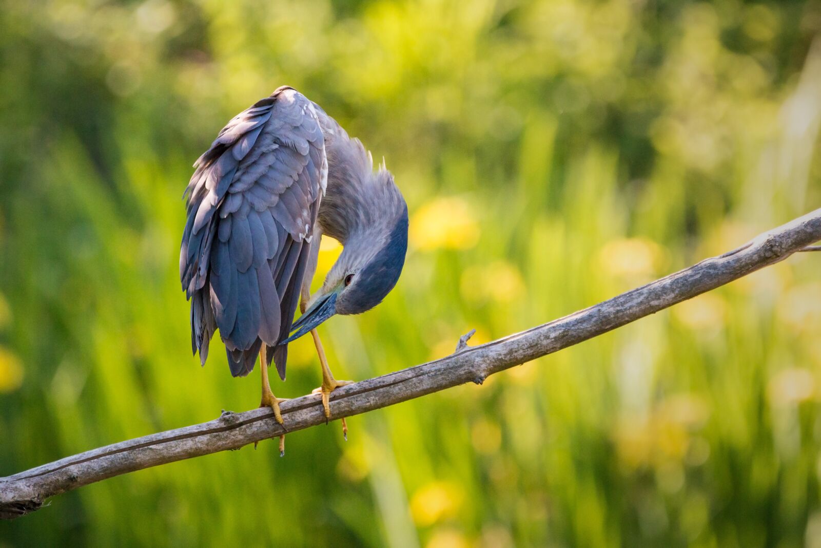 Canon EOS 70D sample photo. Night heron, dressing up photography
