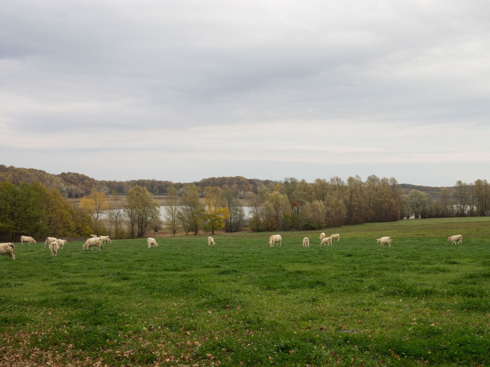 Olympus OM-D E-M1 + Olympus M.Zuiko Digital ED 12-40mm F2.8 Pro sample photo. Landscapes, field, nature photography