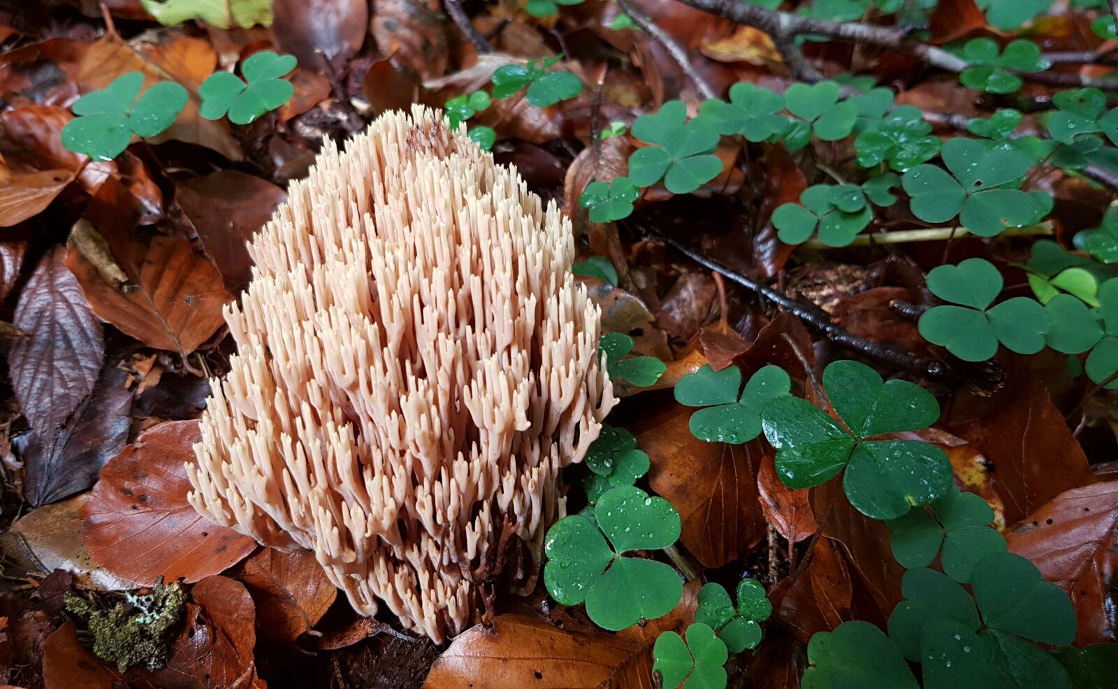 Samsung Galaxy S7 sample photo. Mushroom, coral fungus, forest photography