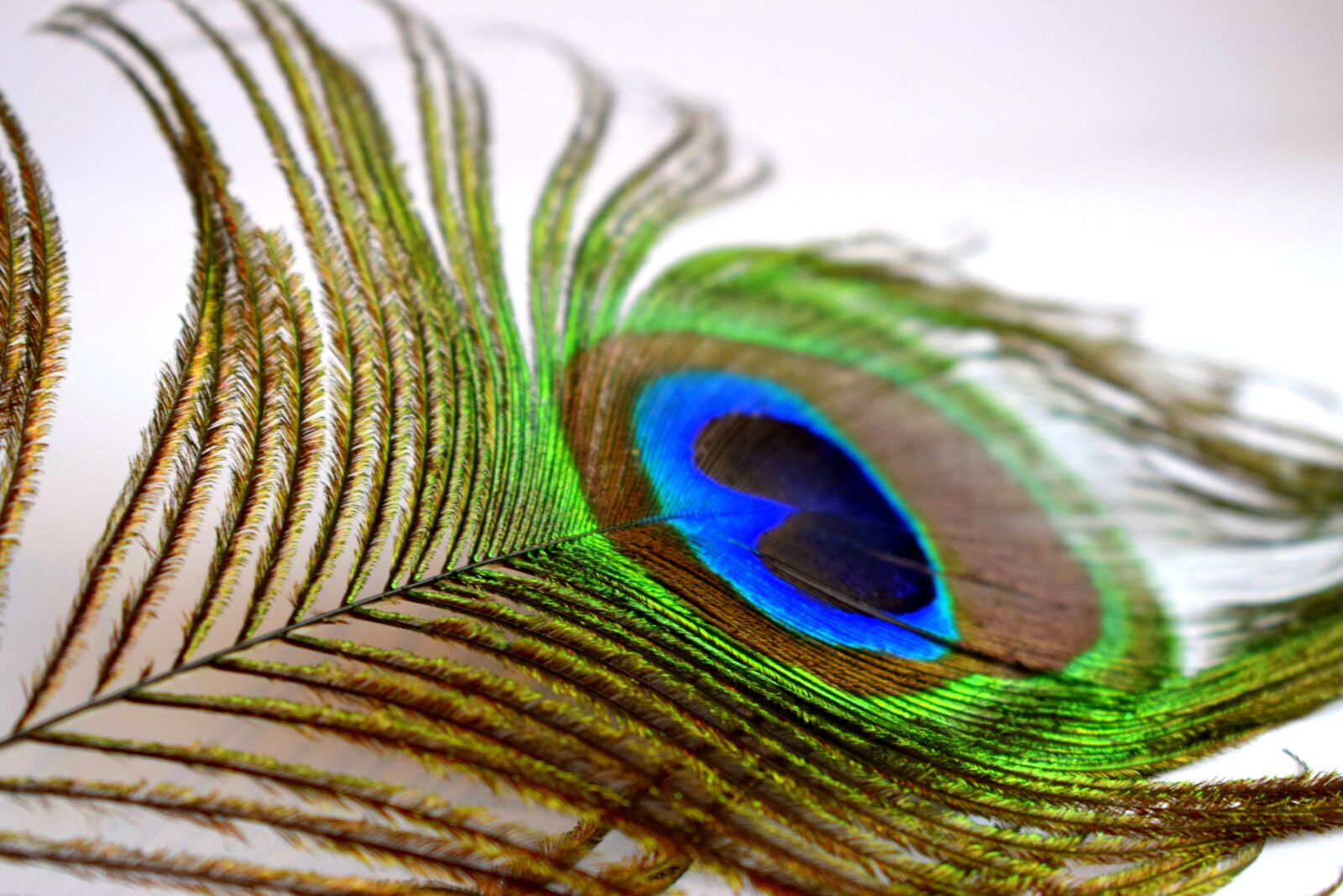 Nikon D3300 sample photo. Peacock, feathers, color photography