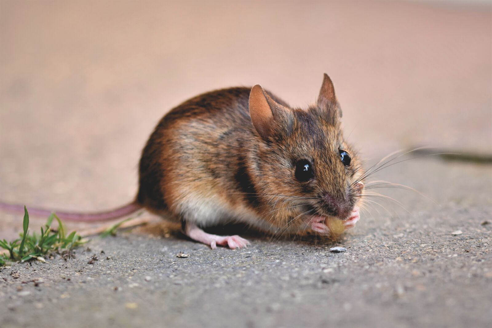 Nikon D7200 sample photo. House mouse, mouse, long photography