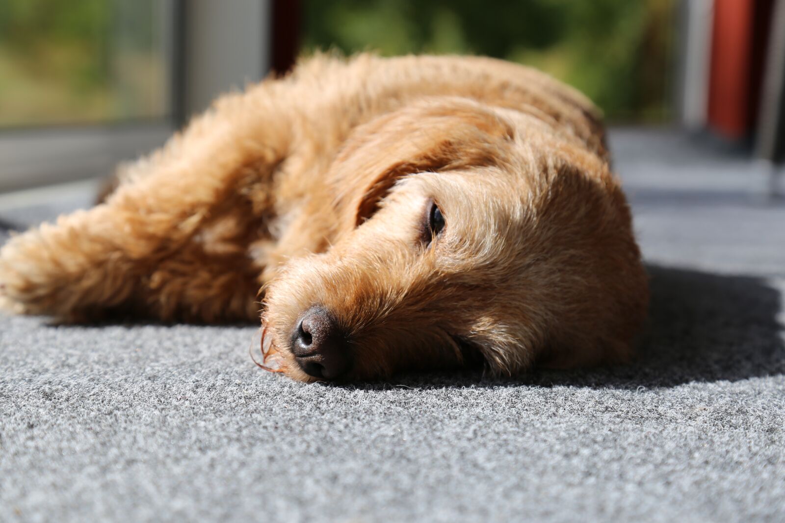 Canon EOS 6D + Canon EF 24-105mm F4L IS USM sample photo. Dog, basset, pets photography